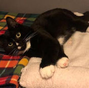 Domestic Shorthair crossbreed