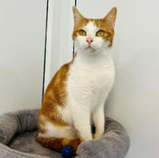 Domestic Shorthair crossbreed