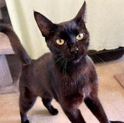 Domestic Shorthair crossbreed