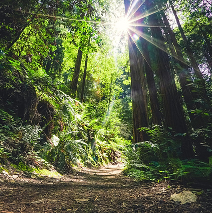 eric-ward-wejhq4J-UNo-unsplash.jpg