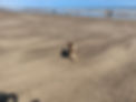 Mabel on the beach 2.jpg