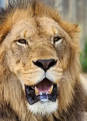 Omot-Lion-2023-scaled.webp