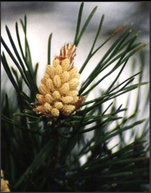 PINE