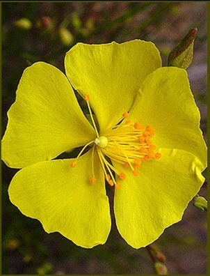 ROCK ROSE