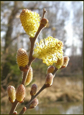 WILLOW