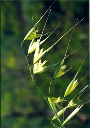 WILD OAT