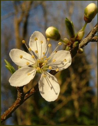 CHERRY PLUM