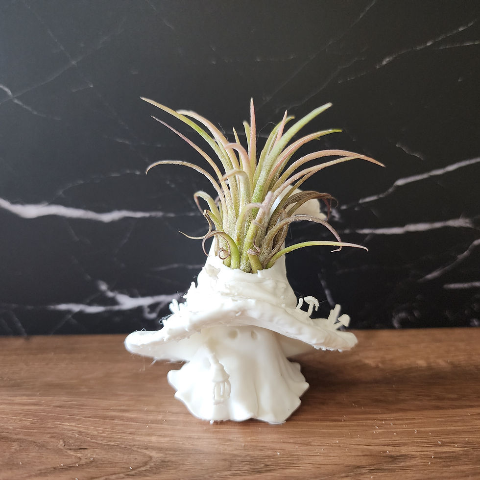 Bramble 2.5 inch white Bloom Sprite with mushroom hat, lantern and living air plant