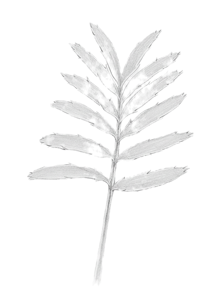 Cycad blaar potloodskets_edited_edited.p