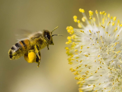 Beautiful Bee Pollen!