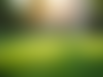 Effective Weed Control for a Lush Lawn Experience