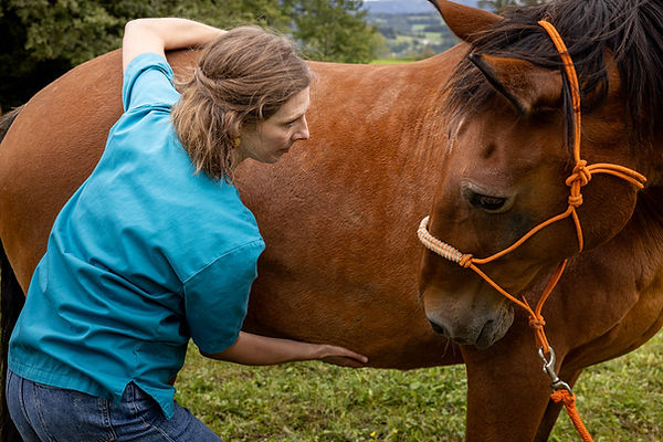 Ostéopathie équine Perrine Mortagne