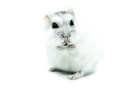 HamsterKRF1_edited_edited.png