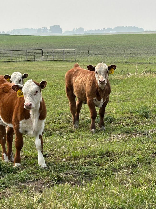 517: Gunsmoke son x 10Y cow