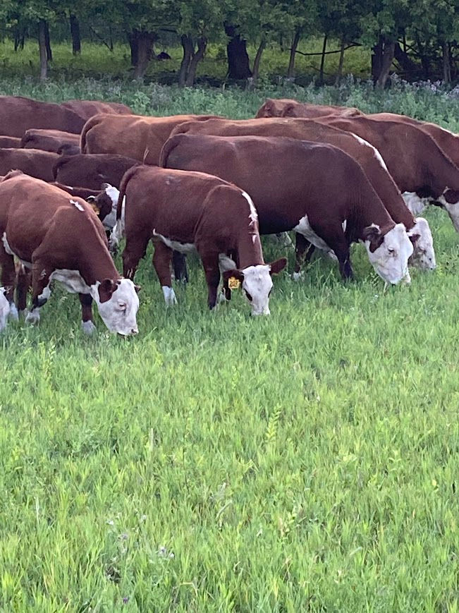 cowsongrass
