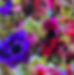 blomster 2.jpg