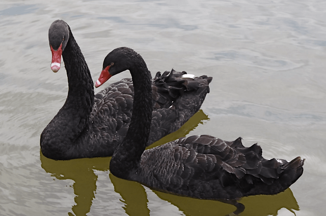 Black Swans at Zhishan Garden