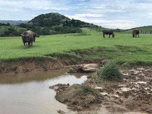 Qingtiangang on Yangmingshan Mountain
