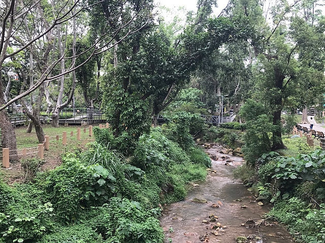 Wooded Area at Fuxing Park