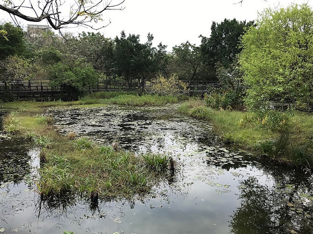 Pond at Guandu Nature Park