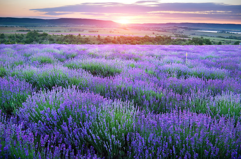 lavendar field.jpg