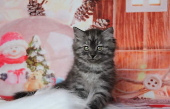 chaton sibérienne chatterie familiale