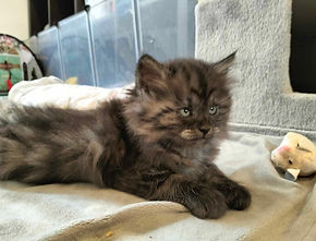 chaton sibérienne chatterie familiale