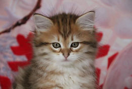 chaton sibérienne chatterie familiale