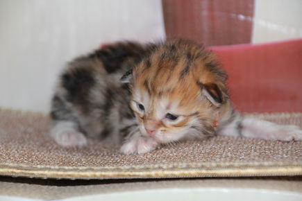 chatterie chatons sibériens toulouse