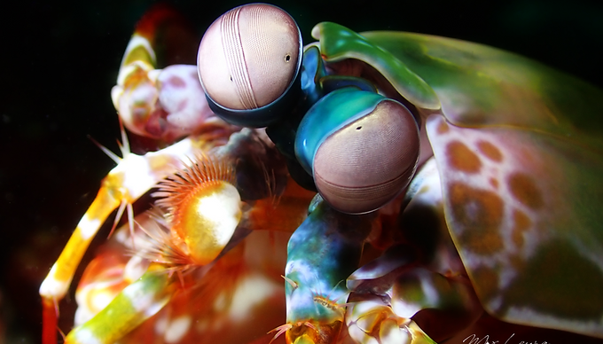 Peacock Mantis Shrimp Super Close-up
