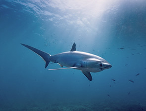 ThresherShark2_edited.jpg