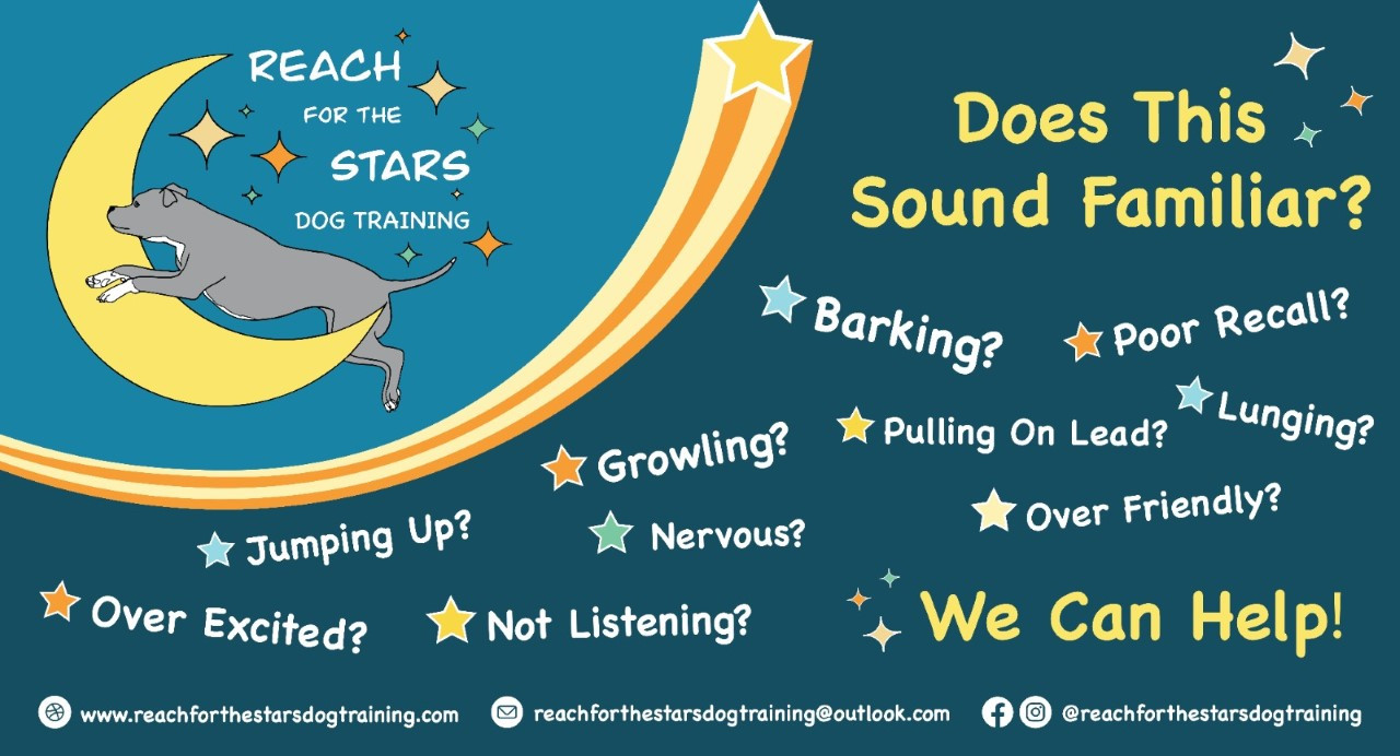 Pro Dog Trainer Reach For The Stars Dog Training Wolverhampton