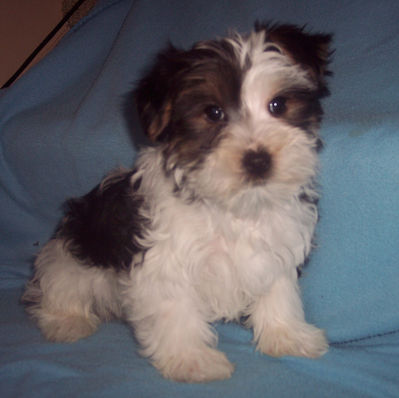 PARTI COLOR YORKSHIRE TERRIER  BOY BORN   1-25-26   SALE PRICE   $600.00