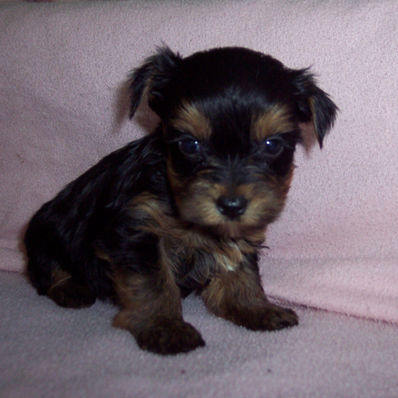 YORKSHIRE TERRIER GIRL BORN 7-14 -26 $1200.00