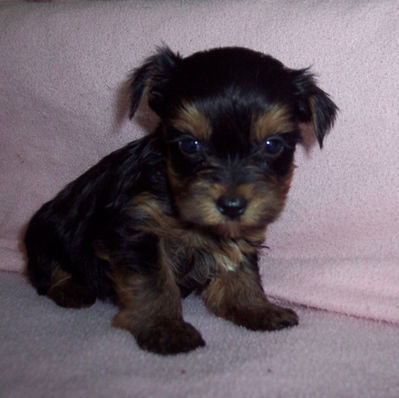 YORKSHIRE TERRIER GIRL   BORN 7-14 -26    $1200.00