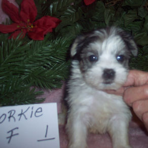 MORKIE GIRL #1 BORN 11-8-25 $800.00