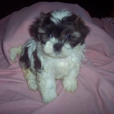 SHICHON GIRL #6 BORN 10-2-25 $800.00