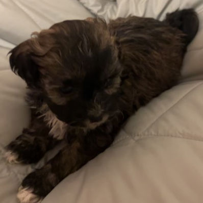 SHICHON BOY BORN MAY 8TH $800.00