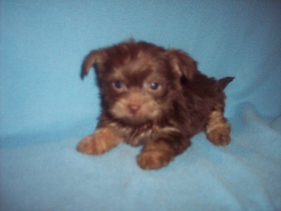 SHORKIE BOY  BORN MARCH 20TH AWESOME CHOCOLATE COLOR.   $800.00