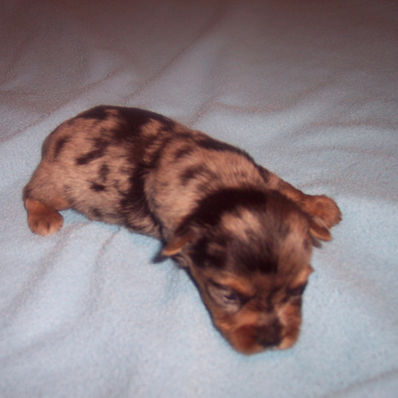 YORKSHIRE TERRIER AWESOME BLUE MERLE BORN 7-14-26 $1200.00