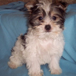 YORKSHIRE TERRIER  TOY SIZE  PARTI COLOR BOY BORN   1-17-26 SALE PRICE $600.00. 
