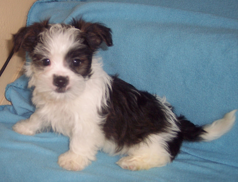 SHORKIE BOY BORN 2-24-26   $600.00