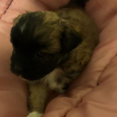 SHICHON GIRL BORN MAY 8TH $800.00