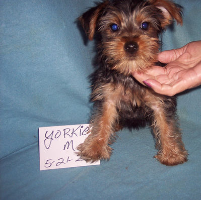 YORKSHIRE TERRIER BOY BORN 5-21-26 $1100.00