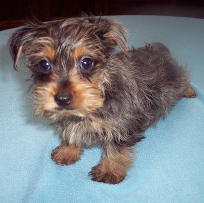 BLUE MERLE YORKSHIRE TERRIER BOY BORN 7-14-26 $1200.00