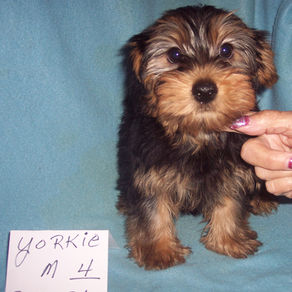 YORKSHIRE TERRIER  # 4   BORN 2-2-26    SALE PRICED $600.00