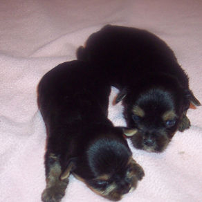 YORKIE GIRLS BORN 7-14-26 $1200.00