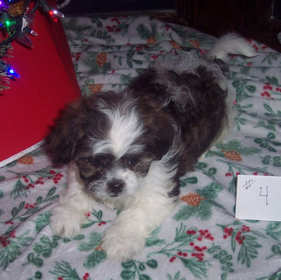 SHICHON GIRL # 4   BORN 10-2-25   $800.00
