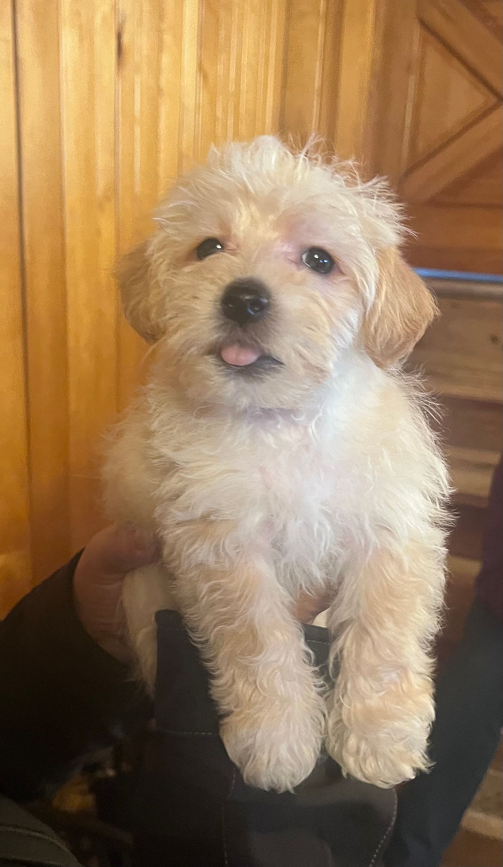 YORKI POO BOY #4  BORN 11-26-25   $800.00   