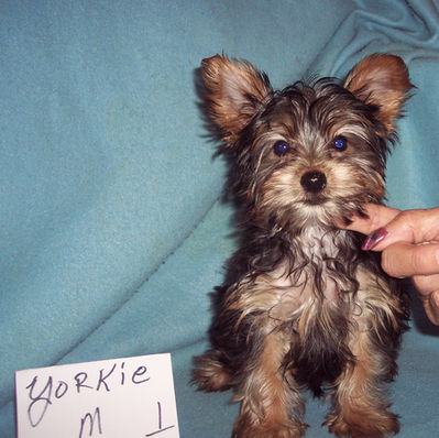 YORKSHIRE TERRIER BOY #1 BORN MARCH 10TH . HE WILL BE 5 POUNDS AS AN ADULT. $1200.00